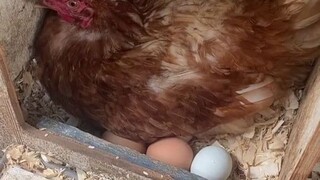 去鸡窝里拿几个蛋，也有这么多戏！