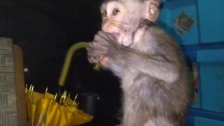 BABY MONKEY MOUTH FULL OF FOOD