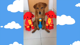 CUTE PET #น่ารัก&ตลก #คุณดีใจก็พอ