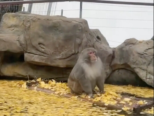 Nanjing’s Internet-Famous Monkey: The Villainous Primate Still Boats, Stalks, and Gets Beaten Up