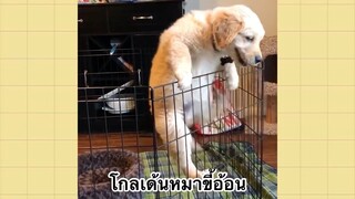 เพื่อนตัวน้อยแสนซน : โกลเด้นหมาขี้อ้อน