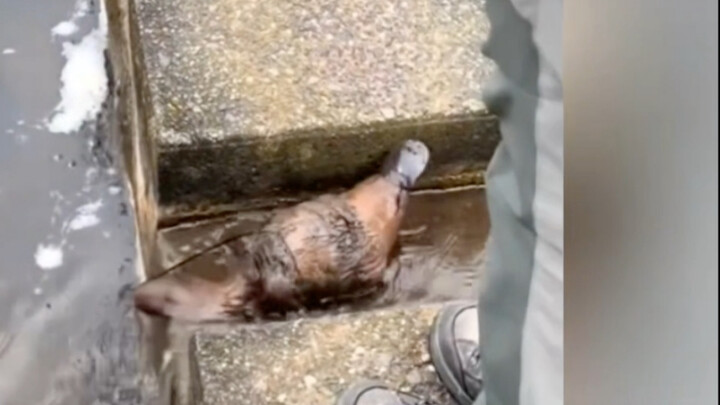 Bro nemu SSR legendaris!