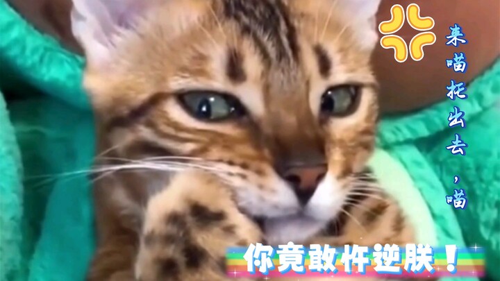 Ta không phải người, ngươi thật là chó