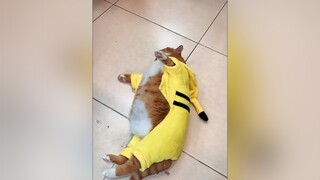 Pikachu sau khi ở nhà quá lâu pet cat foryou
