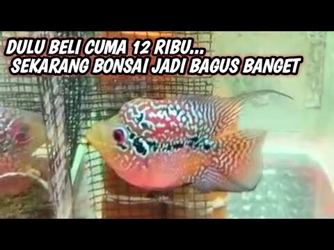 Update Terbaru Louhan Bonsai Milik Bang Paundra