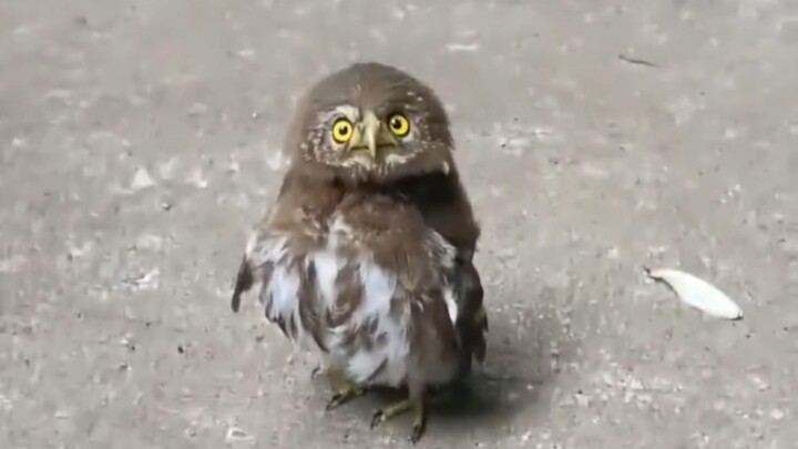 เจ้าตัวน้อยขี้อ้อน