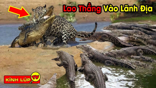 5 Loài Động Vật Có Đột Nhập Thẳng Vào Lãnh Địa Và Hạ Cá Sấu Trong Một Nốt Nhạc | Kính Lúp TV