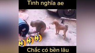 Chảy nước mắt 🤣🤣🤣 khỉ chó cliphài hàiđộngvật cườixỉu cườivỡbụng cườikhôngnhặtđượcmồm