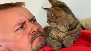 Funny Cat and Their Human will make you EXPLODE LAUGHING  - Cute Cat Show Love