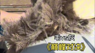 Burung unta yang telah kubesarkan selama bertahun-tahun vs kelabu yang telah kubesarkan selama berta