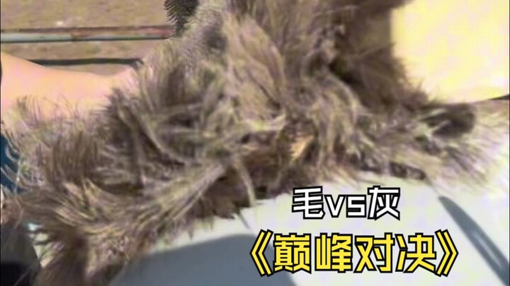 我养了多年的鸵鸟vs我养了多年的灰，谁会是赢家？