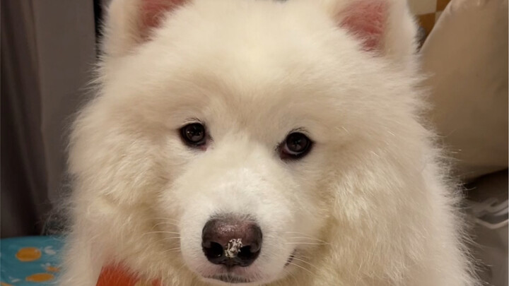 Accidentally smacked its nose while mixing dog food—it looks like it’s about to start yelling any se