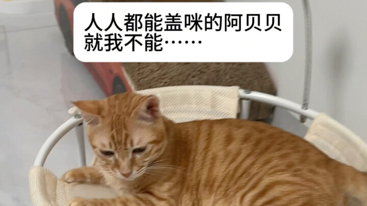Kucing di rumahku memang memperlakukanku dengan cara yang berbeda seperti ini