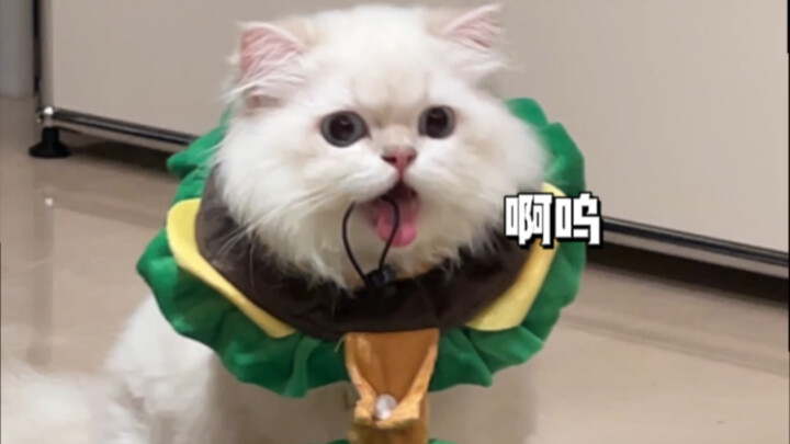 “Mẹ ơi, con có thể xây dựng niềm vui trên sự cáu gắt của mẹ không?”