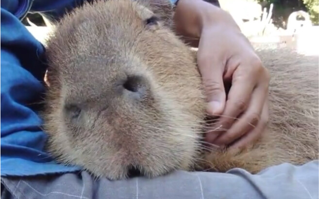 Một chú capybara siêu to cực kỳ thích hợp để ôm trọn vào lòng_(:3 」∠)_