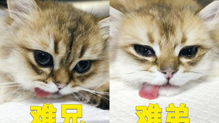 Let's meet our beautiful twin sisters!