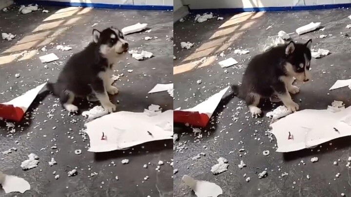 Di laut utara ada seekor anjing bernama Ha; ia tidak bisa apa-apa, hanya pandai merusak rumah!