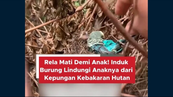 #news #beritaindo #peringatandarurat