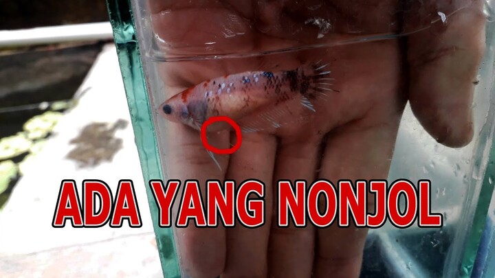 Ciri Ciri Ikan Cupang Yang Siap Kawin