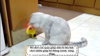 Đồ chơi con quay cho mèo chơi thu hút và năng động