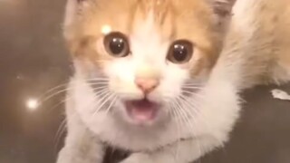小猫的衣服只有小猫才能穿，支持反虐待动物保护法成立