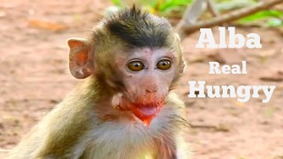 OMG!!, POOR BABY MONKEY ALBA REAL HUNGRY THANKFUL FOR EXTRA FOOD TO ALBA, ALBA GET POWER FULL