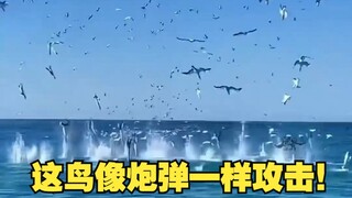 هذا الطائر يهاجم مثل القذيفة!