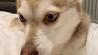 Oops. That wasn’t a good idea. 😂🙉foryoupage pets talk kleekai husky tiktalk