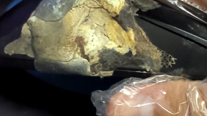 ماوساتي الخارقة لم تصمد حتى نهاية عامها الرابع