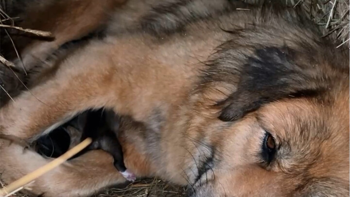 สุนัขเป็นสมาชิกสำคัญในชีวิตเร่ร่อนของเรา เราต้องดูแลพวกเขาด้วยความเมตตาและเอาใจใส่อย่างจริงใจ