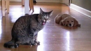สัตว์ตลกๆ - แมวตลก / สุนัข - วิดีโอสัตว์ตลก 86