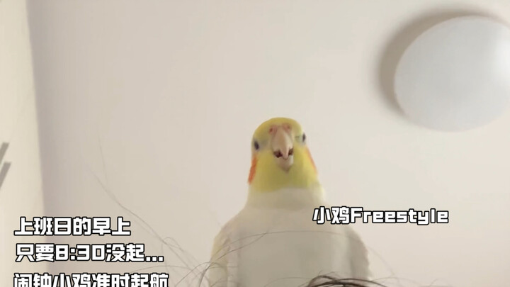 Absolutely don’t let the chick stand on your head! Otherwise, it’ll just keep freestyling!