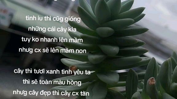 mn ơi chs ff hok