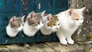 พยายามอย่าหัวเราะ - การรวบรวมวิดีโอ CAT ที่ตลกและน่ารัก 2