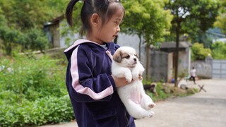 [Hewan]Ada Sekumpulan Anjing Kecil Imut, Juga Ayam, Bebek, Angsa