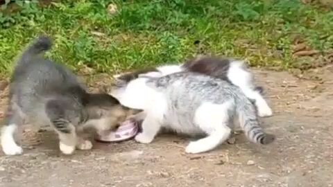 hidup yang dijalani catlover