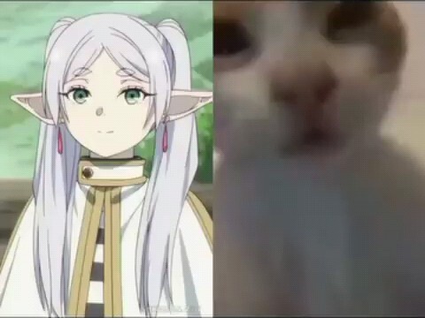 必养的小猫👍