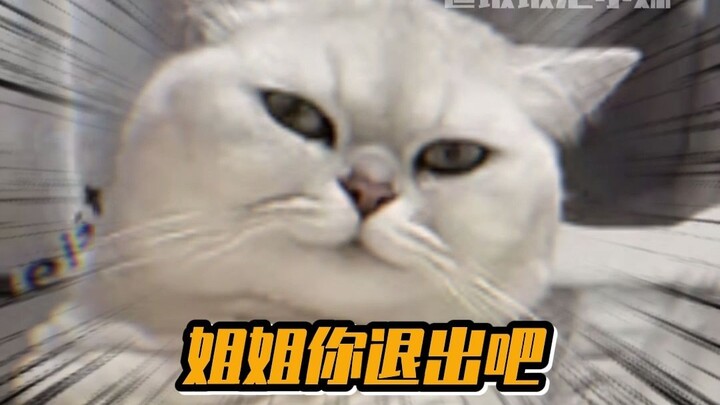 Little kitten: Big brother, why is big sister being so mean to me? Did I do something wrong?