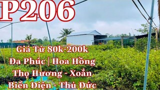 Mai vàng chơi tết p206 | 0909502080 C.Út | Mai Chơi Tết - Mai Giống Các loại giá từ 80k-200k