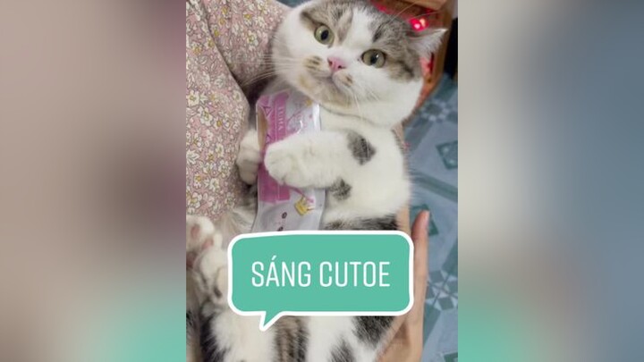Tay vẫn ôm chặt soup thưởng 🥹 mèo cat