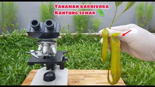 ZOOM 1000X: SETETES AIR pada TANAMAN KANTUNG SEMAR (Napenthes)