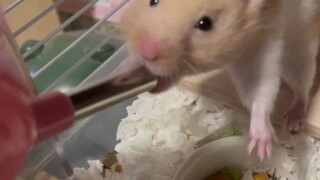 Tikus itu hampir mati kehausan.