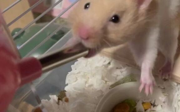 Tikus itu hampir mati kehausan.