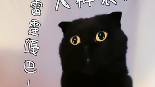 千岁岁要求婚兰兰子？能行吗？