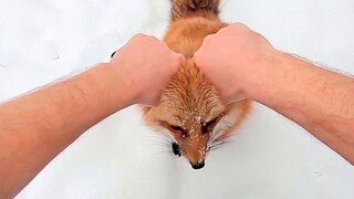 Game pertama kali yang paling realistis untuk membelai rubah (doge)