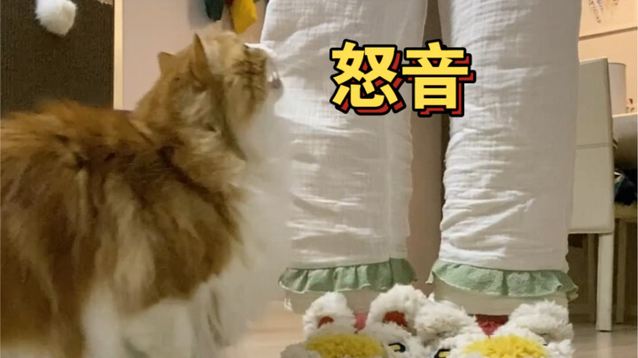 When I tried to get the cat to eat on its own