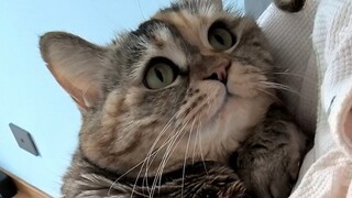怎么会有小猫咪恐高啊  (乐)