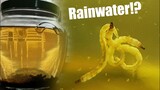 Seeing What Lives In Rainwater By Making A Closed Ecosystem