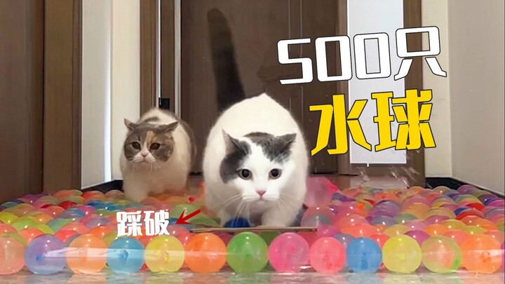 Khi một con mèo gặp 500 quả bóng nước, nó sẽ nghiền nát tất cả!