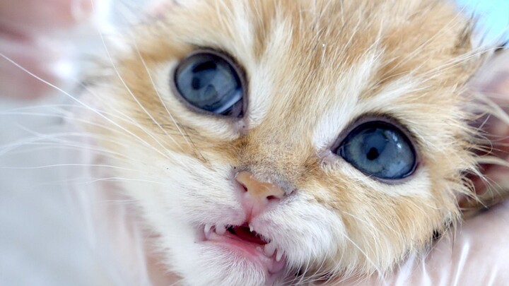 This little orange cat acts all cute and sweet while getting its ears cleaned, practically begging i